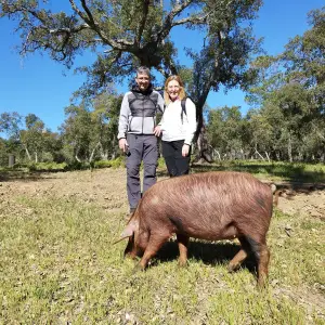 Iberian Pig Farm & Ham Tasting Tour