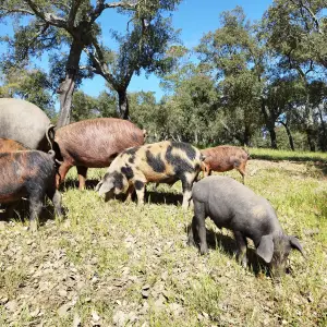 Iberian Pig Farm & Ham Tasting Tour