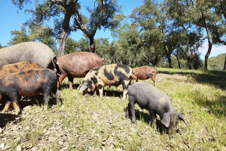 Iberian Pig Farm & Ham Tasting Tour