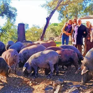 Iberian Pig Farm & Ham Tasting Tour