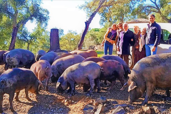 Iberian Pig Farm & Ham Tasting Tour