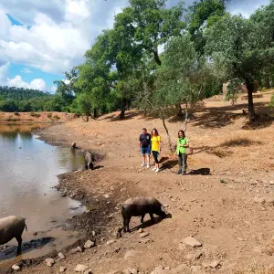 Iberian Pig Farm & Ham Tasting Tour