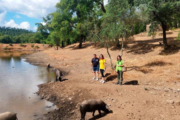 Iberian Pig Farm & Ham Tasting Tour