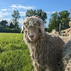 Chaussy Goat and Sheep Experience