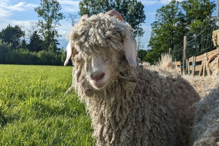 Chaussy Goat and Sheep Experience