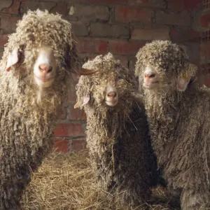 Chaussy Goat and Sheep Experience