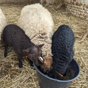 Chaussy Goat and Sheep Experience