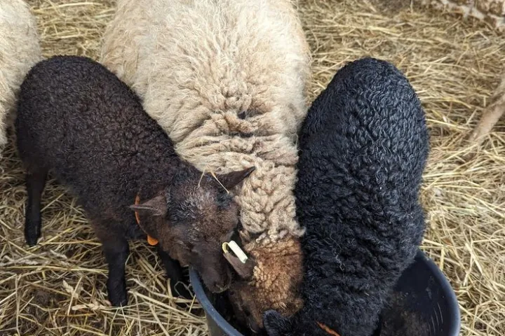 Chaussy Goat and Sheep Experience