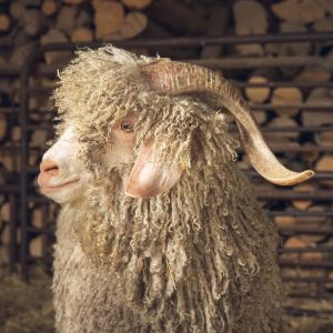 Chaussy Goat and Sheep Experience