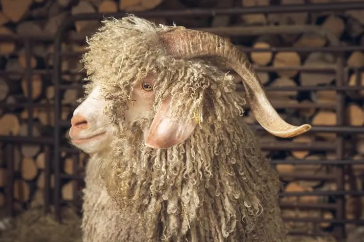 Chaussy Goat and Sheep Experience