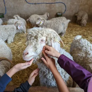 Chaussy Goat and Sheep Experience