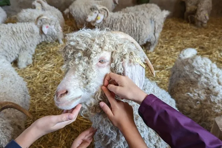 Chaussy Goat and Sheep Experience