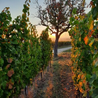 Discovery & Tasting Alsace Wine