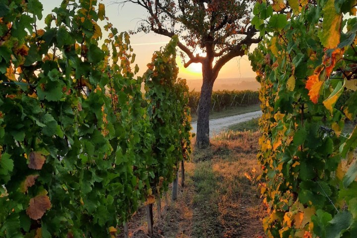 Discovery & Tasting Alsace Wine