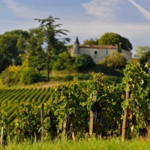 Winemaker's Picnic & Visit Experience