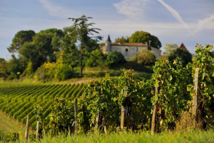 Winemaker's Picnic & Visit Experience