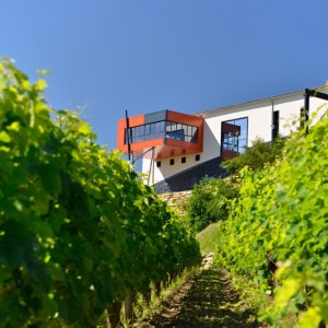 Winemaker's Picnic & Visit Experience