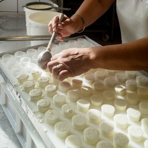 Provence Wine & Goat Cheese Tour