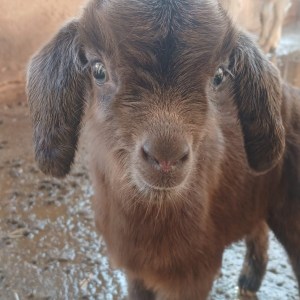 Provence Wine & Goat Cheese Tour