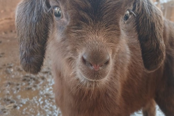 Provence Wine & Goat Cheese Tour