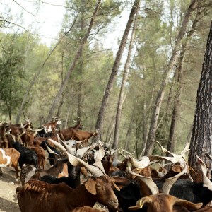 Provence Wine & Goat Cheese Tour