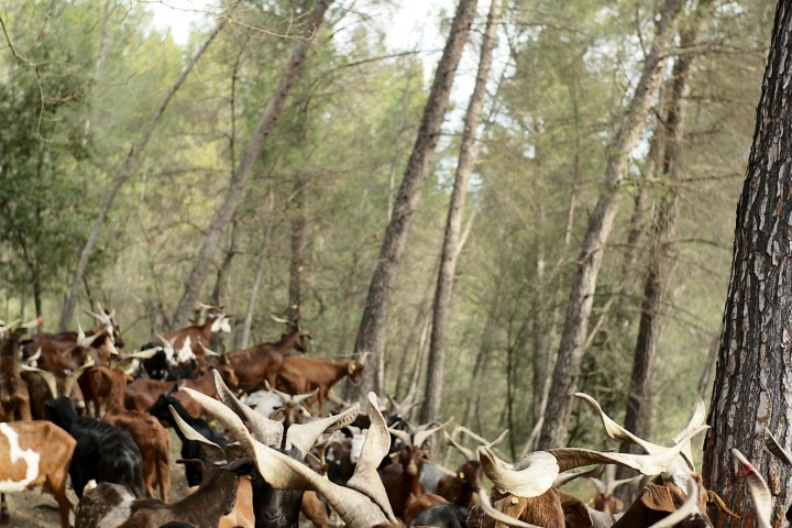 Provence Wine & Goat Cheese Tour