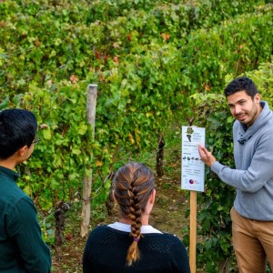 Discovery Visit & Wine Tasting Experience