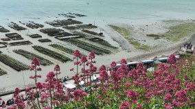 Cancale Oyster Farm Walking Experience