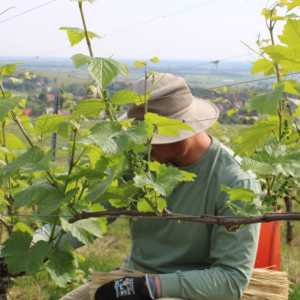 Alsace Vintage Wine Tasting Experience