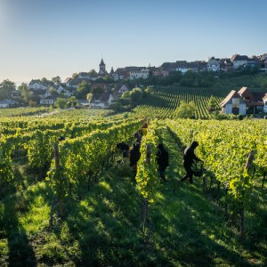 Alsace Harvest for a Day Experience