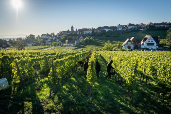 Alsace Harvest for a Day Experience
