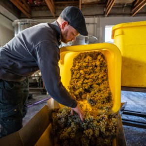 Alsace Harvest for a Day Experience