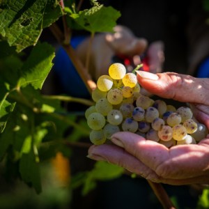Alsace Harvest for a Day Experience