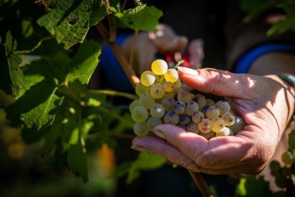Alsace Harvest for a Day Experience