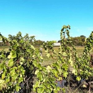 Bordeaux Vertical Wine Experience