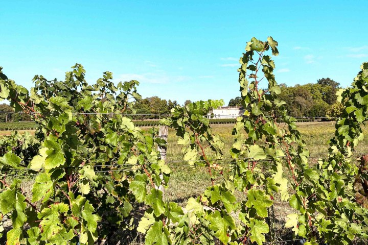 Bordeaux Vertical Wine Experience
