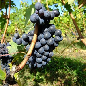 Tuscany Wine Tasting Experience