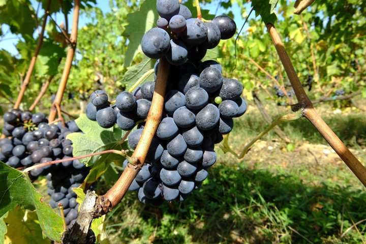 Tuscany Wine Tasting Experience