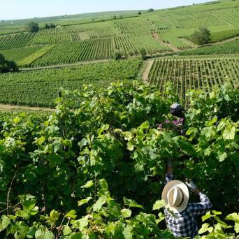 Alsace Wine & Terroir Experience