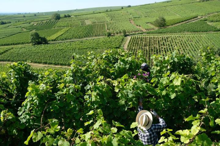 Alsace Wine & Terroir Experience