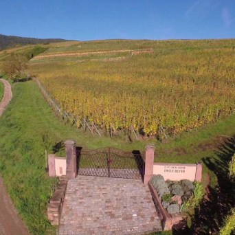 Alsace Wine & Terroir Experience
