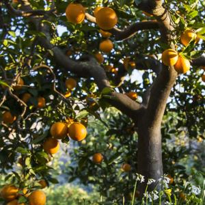 Oranges & Lemons of Soller Experience