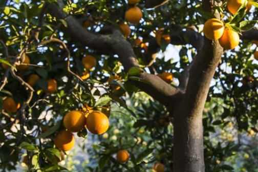 Oranges & Lemons of Soller Experience