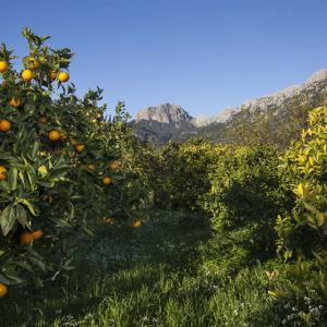 Oranges & Lemons of Soller Experience
