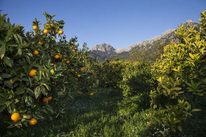 Oranges & Lemons of Soller Experience