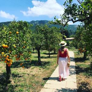 Oranges & Lemons of Soller Experience