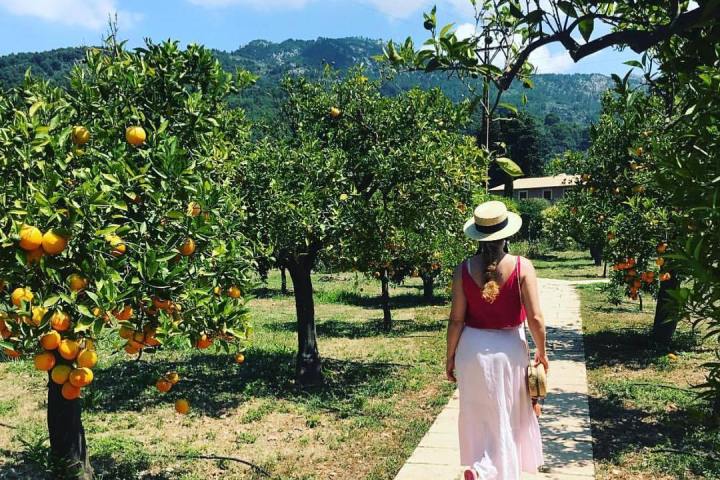 Oranges & Lemons of Soller Experience