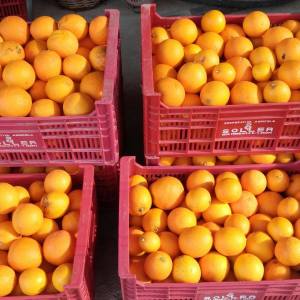 Oranges & Lemons of Soller Experience