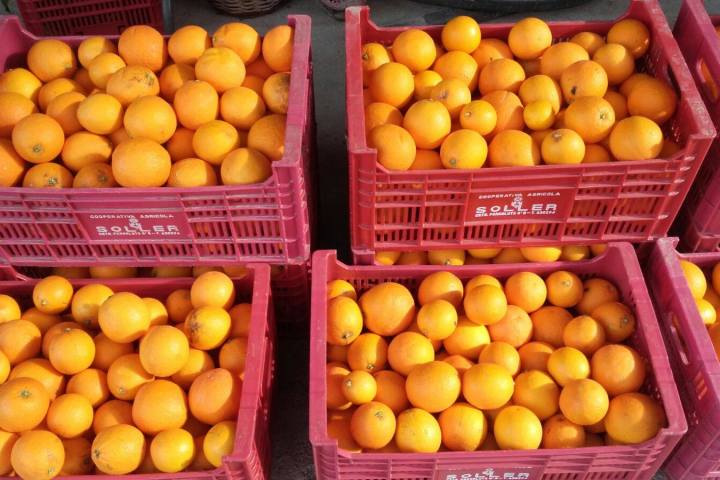 Oranges & Lemons of Soller Experience