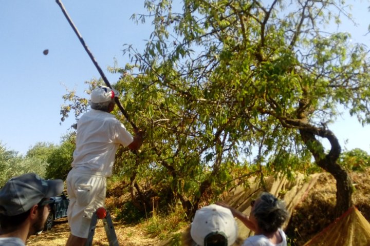 Olive Oil Experience & Paired Food Tasting